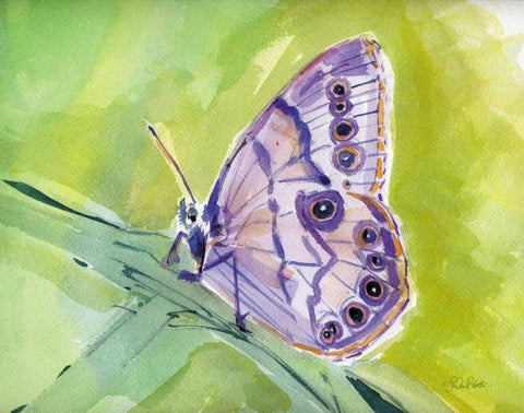 Watercolor Butterfly IV White Modern Wood Framed Art Print with Double Matting by Roberto, LuAnn