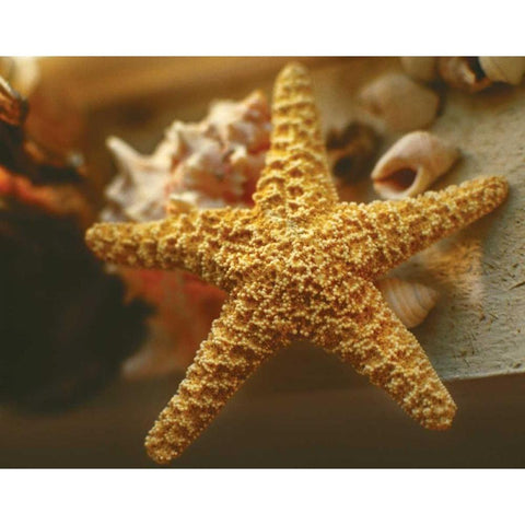 Starfish I Black Modern Wood Framed Art Print by Clayton-Thompson, Philip