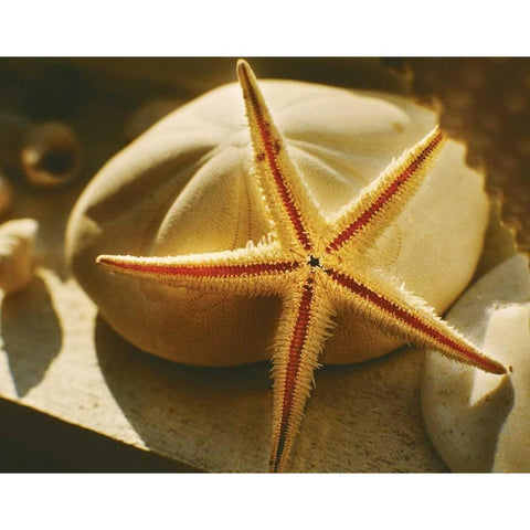 Starfish II White Modern Wood Framed Art Print by Clayton-Thompson, Philip