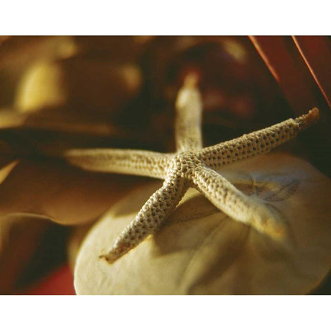 Starfish III Black Modern Wood Framed Art Print with Double Matting by Clayton-Thompson, Philip