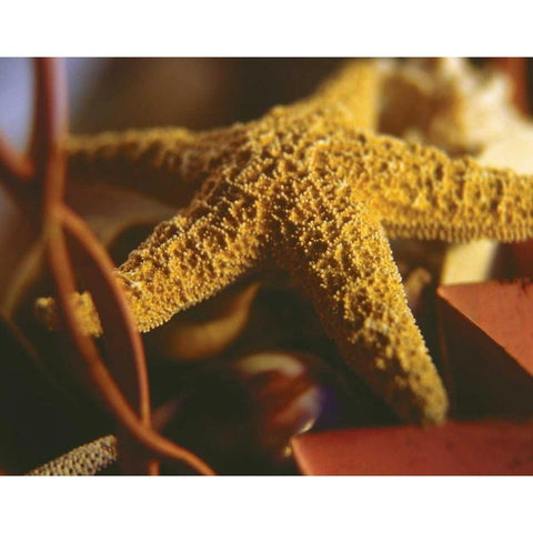 Starfish IV White Modern Wood Framed Art Print by Clayton-Thompson, Philip
