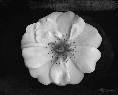 Classic Beauty White Modern Wood Framed Art Print with Double Matting by Geyman, Vitaly