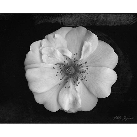 Classic Beauty Gold Ornate Wood Framed Art Print with Double Matting by Geyman, Vitaly