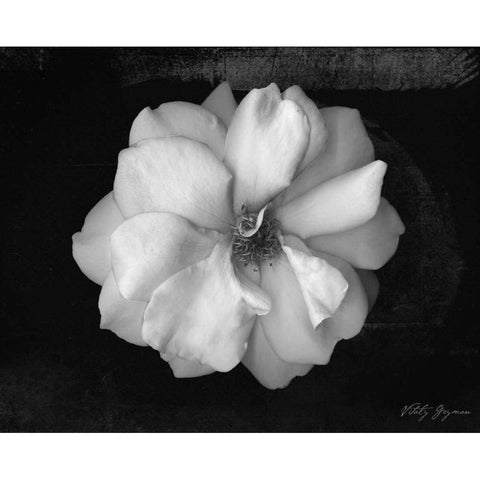 Wild Rose Black Modern Wood Framed Art Print by Geyman, Vitaly