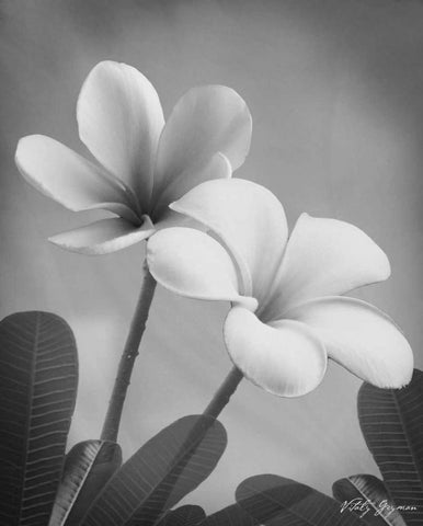 Plumeria II Black Ornate Wood Framed Art Print with Double Matting by Geyman, Vitaly