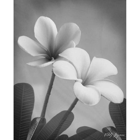 Plumeria II Gold Ornate Wood Framed Art Print with Double Matting by Geyman, Vitaly
