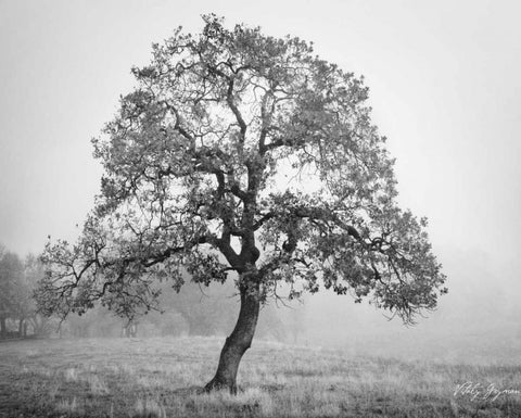 Burning Oak II Black Ornate Wood Framed Art Print with Double Matting by Geyman, Vitaly