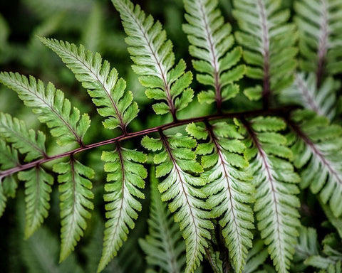 Fern Detail Black Ornate Wood Framed Art Print with Double Matting by Head, Danny