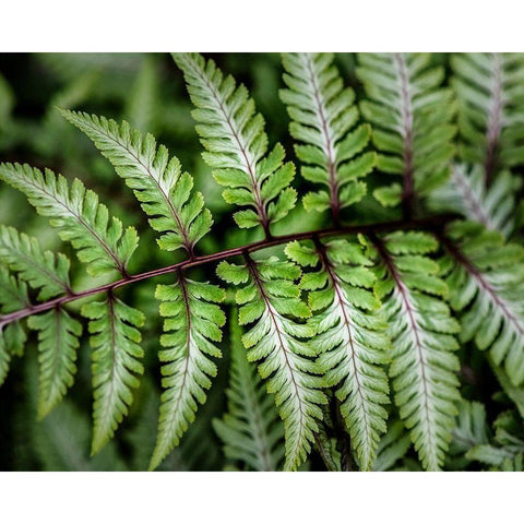 Fern Detail Gold Ornate Wood Framed Art Print with Double Matting by Head, Danny