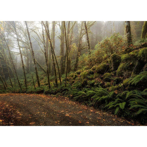 Rain Forest Black Modern Wood Framed Art Print by Head, Danny