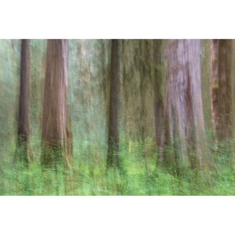Woodland Abstract White Modern Wood Framed Art Print by Head, Danny