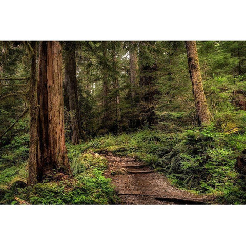 The Forest Calls White Modern Wood Framed Art Print by Head, Danny