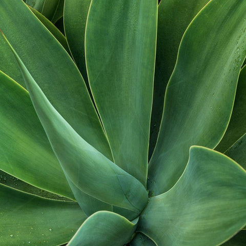 Tropical Macro I White Modern Wood Framed Art Print with Double Matting by Head, Danny