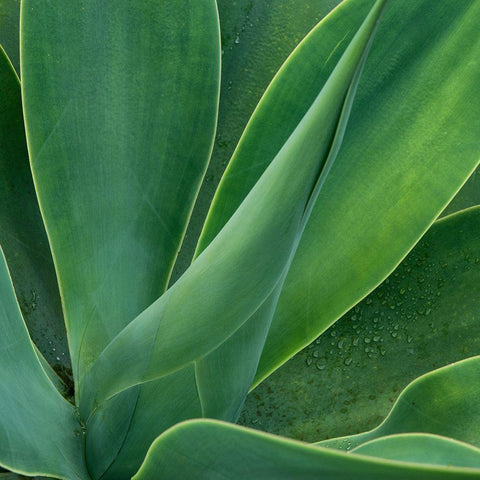 Tropical Macro II White Modern Wood Framed Art Print by Head, Danny