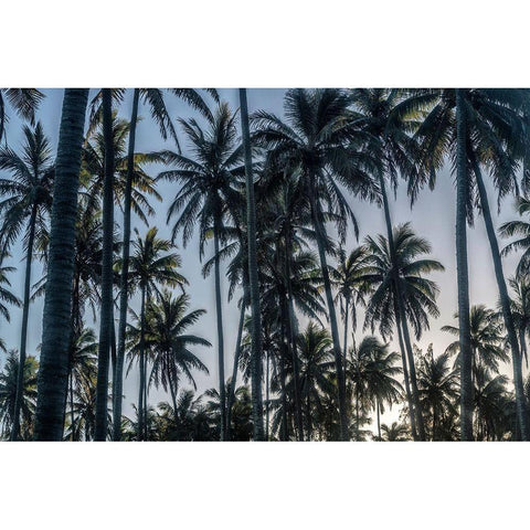 Palm Grove I White Modern Wood Framed Art Print by Head, Danny