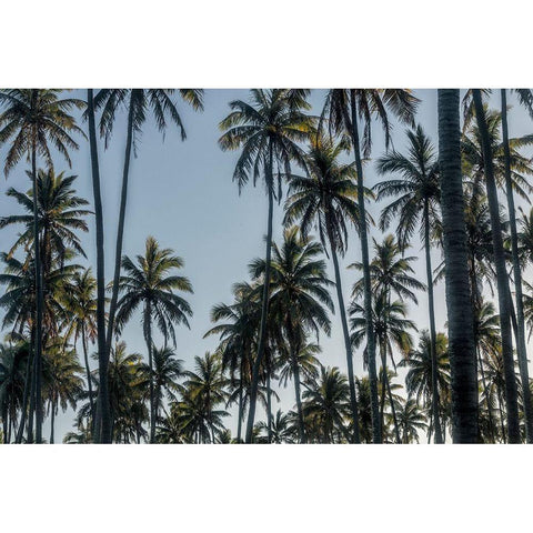 Palm Grove II White Modern Wood Framed Art Print by Head, Danny