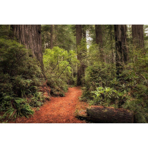 Redwood Trail Black Modern Wood Framed Art Print with Double Matting by Head, Danny