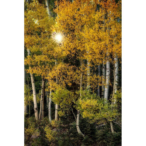 Peeking Through Black Modern Wood Framed Art Print with Double Matting by Head, Danny