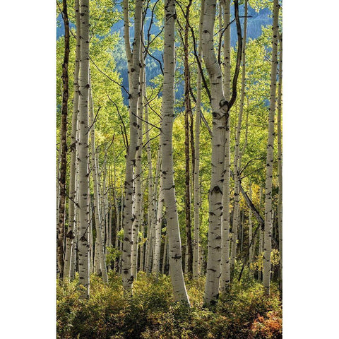 Aspen Trunks II Gold Ornate Wood Framed Art Print with Double Matting by Head, Danny