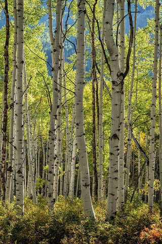 Aspen Trunks II White Modern Wood Framed Art Print with Double Matting by Head, Danny