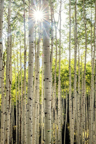 Aspen Trunks I White Modern Wood Framed Art Print with Double Matting by Head, Danny