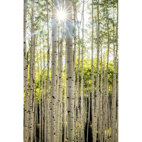 Aspen Trunks I Gold Ornate Wood Framed Art Print with Double Matting by Head, Danny