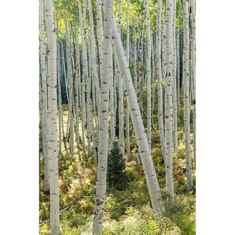 Aspen Trunks IV Black Modern Wood Framed Art Print with Double Matting by Head, Danny