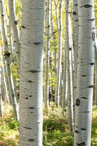 Aspen Trunks III White Modern Wood Framed Art Print with Double Matting by Head, Danny