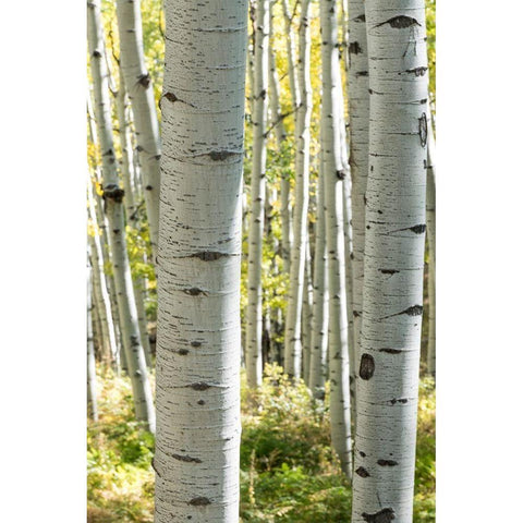 Aspen Trunks III White Modern Wood Framed Art Print by Head, Danny