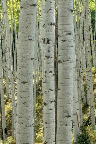 Aspen Trunks V White Modern Wood Framed Art Print with Double Matting by Head, Danny
