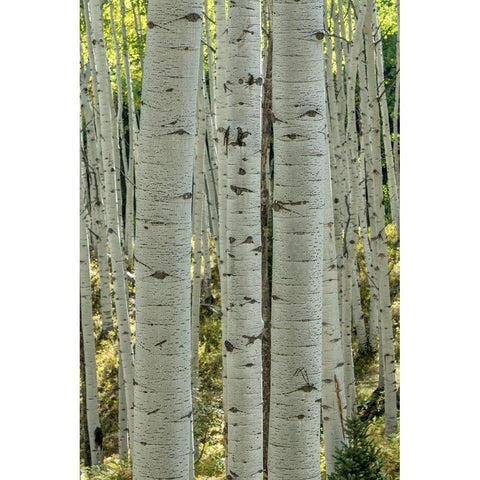 Aspen Trunks V White Modern Wood Framed Art Print by Head, Danny