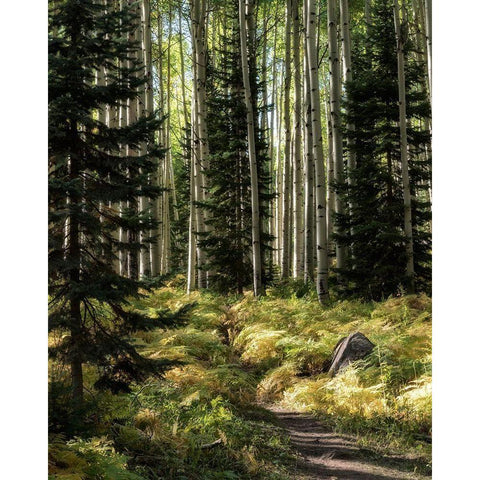 High Country Black Modern Wood Framed Art Print by Head, Danny