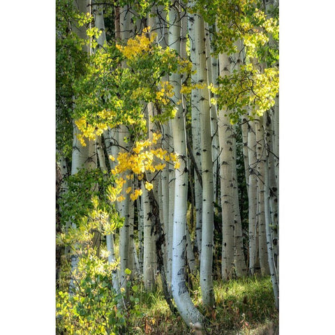 Aspen Trunks VI Gold Ornate Wood Framed Art Print with Double Matting by Head, Danny