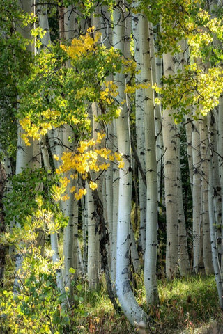 Aspen Trunks VI White Modern Wood Framed Art Print with Double Matting by Head, Danny