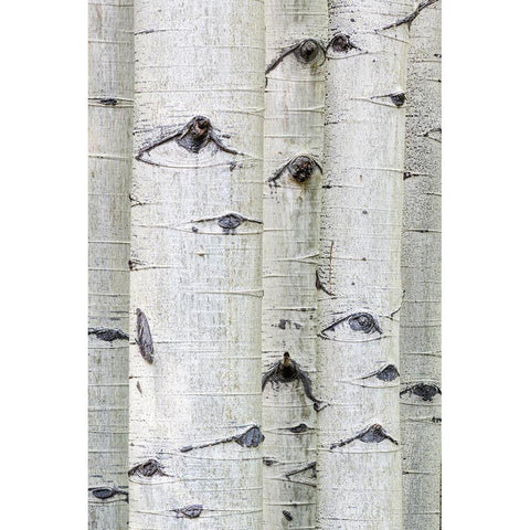 Aspen Eyes Gold Ornate Wood Framed Art Print with Double Matting by Head, Danny