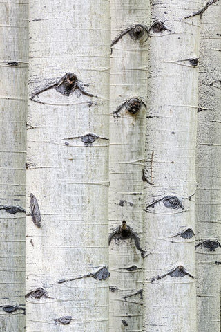 Aspen Eyes Black Ornate Wood Framed Art Print with Double Matting by Head, Danny