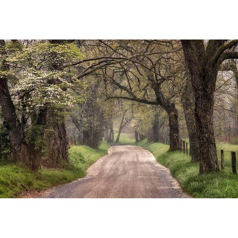Memory Lane I White Modern Wood Framed Art Print by Head, Danny
