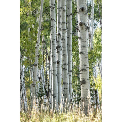 Aspen Trunks VII White Modern Wood Framed Art Print by Head, Danny