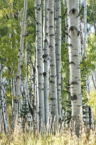 Aspen Trunks VII White Modern Wood Framed Art Print with Double Matting by Head, Danny
