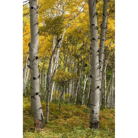 Autumn Aspens I Gold Ornate Wood Framed Art Print with Double Matting by Head, Danny