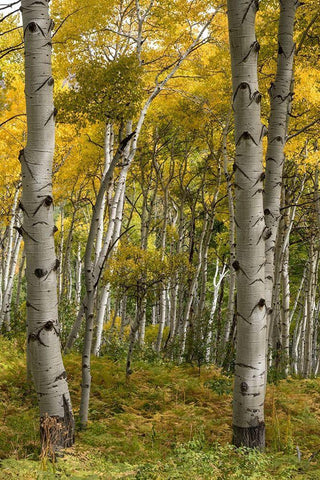 Autumn Aspens I Black Ornate Wood Framed Art Print with Double Matting by Head, Danny