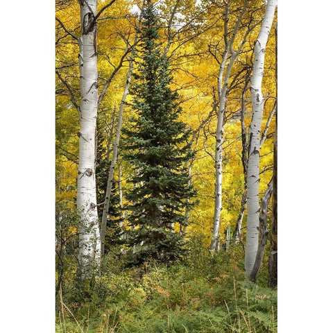 Stuck in the Middle Gold Ornate Wood Framed Art Print with Double Matting by Head, Danny
