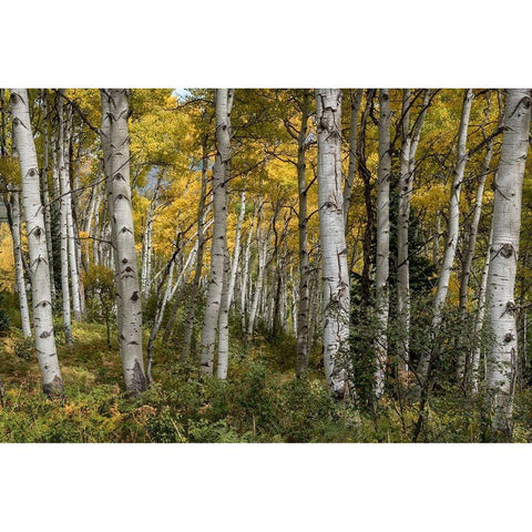 Autumn Grove II White Modern Wood Framed Art Print by Head, Danny