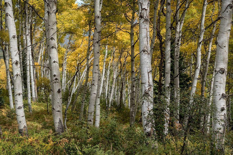 Autumn Grove II White Modern Wood Framed Art Print with Double Matting by Head, Danny