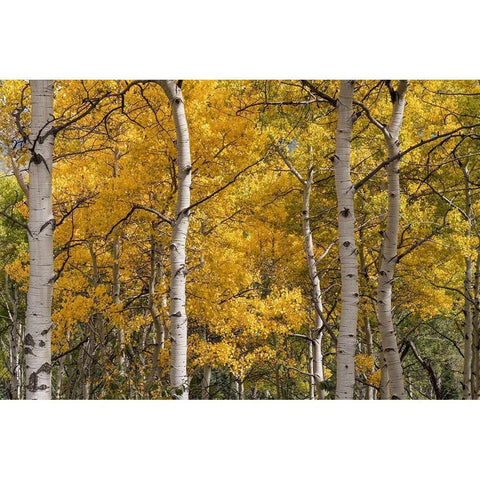 Autumn GroveI Gold Ornate Wood Framed Art Print with Double Matting by Head, Danny