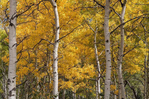 Autumn GroveI White Modern Wood Framed Art Print with Double Matting by Head, Danny