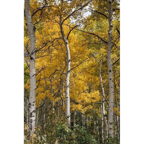 Autumn Aspens II Gold Ornate Wood Framed Art Print with Double Matting by Head, Danny