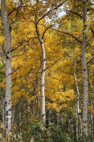 Autumn Aspens II Black Ornate Wood Framed Art Print with Double Matting by Head, Danny