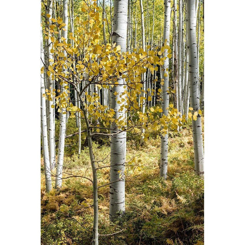 Autumn Aspens III White Modern Wood Framed Art Print by Head, Danny