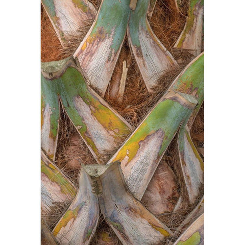 Palm Trunk Detail I White Modern Wood Framed Art Print by Head, Danny